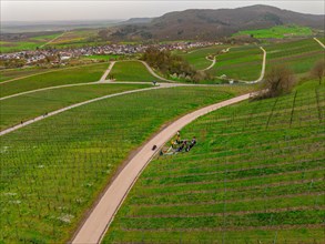 Aerial view of a winding road with people and bicycles between green vineyards on a cloudy day,