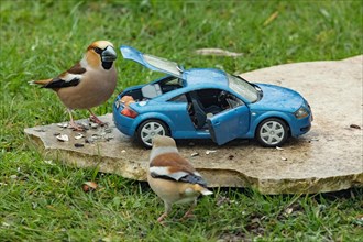 Hawfinch male and female next to blue model car Audi TT standing on stone slab in green grass