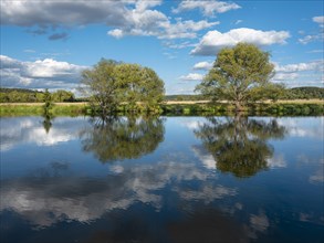 Summer in the Saatal near Naumburg, trees are reflected in the river Saale under a blue sky with