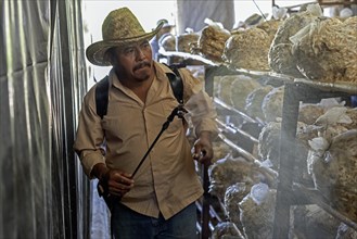 San Pablo Huitzo, Oaxaca, Mexico, Porfirio Morales sprays moisture on bags of oyster mushrooms
