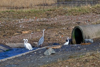 Grey heron and three little egrets waiting for little fishes and crustaceans in cooling water of