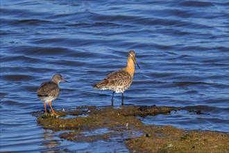 Common redshank (Tringa totanus) and black-tailed godwit (Limosa limosa) in wetland in late winter,