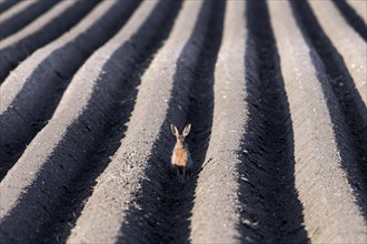 European brown hare (Lepus europaeus) sitting in furrow of freshly planted ridge-row potato field