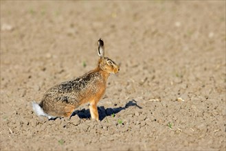 European brown hare (Lepus europaeus) sitting in field, farmland in spring