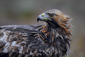 European golden eagle (Aquila chrysaetos chrysaetos) close-up portrait in moorland, heathland in