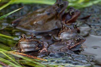 European common brown frogs, grass frog group (Rana temporaria) on eggs, frogspawn in swamp, marsh