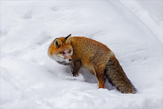 Red fox (Vulpes vulpes) hunting in the snow on mountain slope in winter