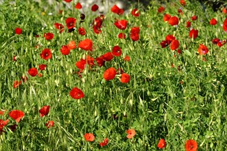 Marseille, Meadow full of red poppies with green background, Marseille, Departement