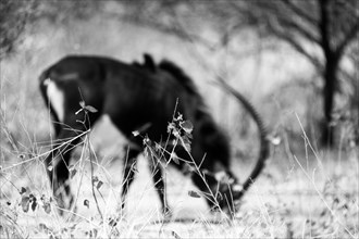 Sable antelope, South Africa, Africa