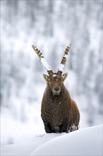 Alpine ibex (Capra ibex) male with big horns on mountain slope in deep snow in winter, Gran