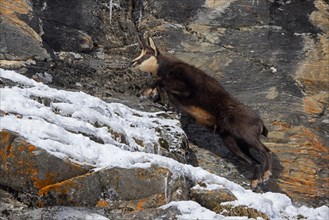 Alpine chamois (Rupicapra rupicapra) male in dark winter coat jumping up rock ledge while fleeing