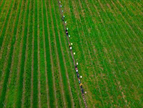 Aerial view of a long line of people stretching through the rows of a vineyard, Jesus Grace Chruch,