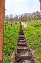 View along a straight staircase leading through young vines in a field, Jesus Grace Chruch,