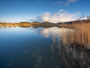 Lake with reeds in the evening light, Veste Wachsenburg is reflected, castle of the Drei Gleichen