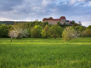 View of Creutzburg Castle in the last evening light, green meadow and blossoming fruit trees,