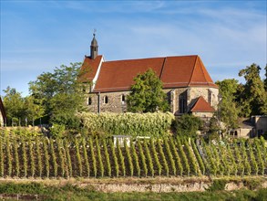 The church of Burgwerben above the vineyard in the Saale valley, Weissenfels, Saxony-Anhalt,