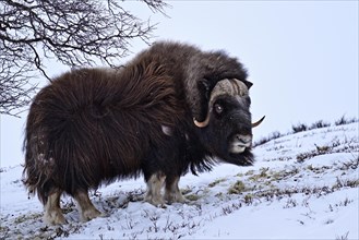 Musk ox (Ovibos moschatus) in the snow, Dovrefjell-Sunndalsfjella National Park, Norway, Europe