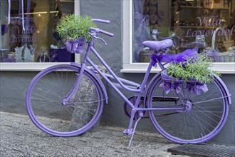 Purple bicycle, plant pots with lavender (Lavandula vera) in front of a shop in the historic city