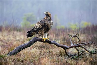 European golden eagle (Aquila chrysaetos chrysaetos) perched on branch in moorland, heathland in