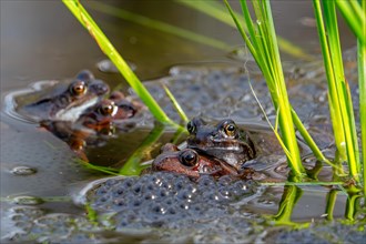 European common frogs, brown frogs and grass frog pairs (Rana temporaria) in amplexus gathering in