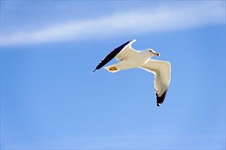 Yellow-legged gull (Larus michahellis), Marseille, A gull in flight with wings spread out against