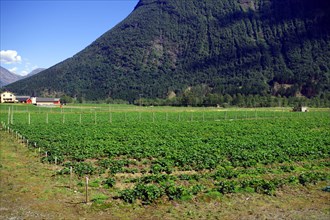 Vast strawberry plantations in a valley, mild climate, Fjordland, Valldal, Norway, Europe