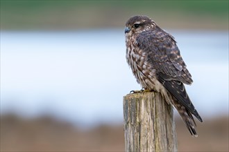 Eurasian merlin (Falco columbarius aesalon) female perched on wooden fence post along wetland in