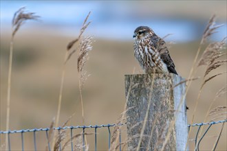Eurasian merlin (Falco columbarius aesalon) female perched on wooden fence post along wetland in