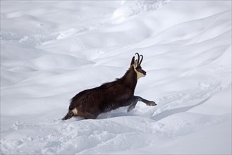 Alpine chamois (Rupicapra rupicapra) solitary male in dark winter coat fleeing in deep snow over