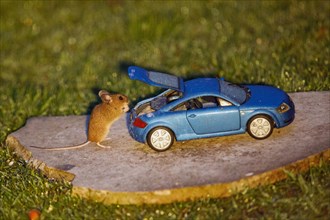 Wood mouse holding food in hands next to blue model car Audi TT with open boot standing on stone