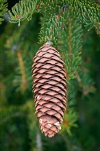Norway spruce, European spruce (Picea abies) close-up of cone with pointed scales and needle-like
