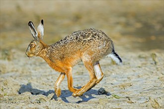 European brown hare (Lepus europaeus) running, fleeing over farmland, field in spring