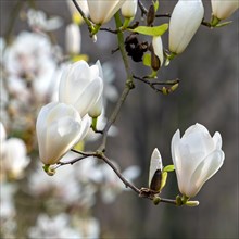 Blooming magnolia showing buds and white flowers in spring