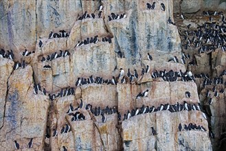 Thick-billed murres, Bruennich's guillemots (Uria lomvia) nesting on rock ledges in sea cliff at