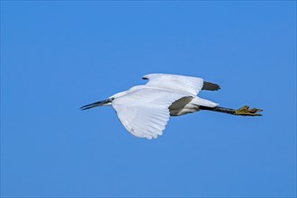 Little egret (Egretta garzetta) gliding against blue sky along the North Sea coast in late winter