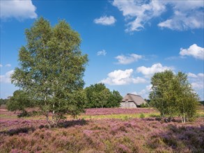 Typical heath landscape with old sheepfold, juniper and flowering heather, Lueneburg Heath, Lower