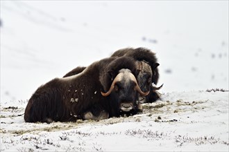 Two musk oxen (Ovibos moschatus) lying in the snow, Dovrefjell-Sunndalsfjella National Park,