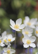 Wood anemone (Anemonoides nemorosa) (syn.: Anemone nemorosa), North Rhine-Westphalia, Germany,