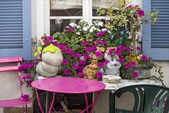 Decoration in front of a window, magenta petunias (petunia hybrids), pink garden table, ceramic