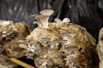San Pablo Huitzo, Oaxaca, Mexico, Porfirio and Gabriela Morales grow oyster mushrooms in rural