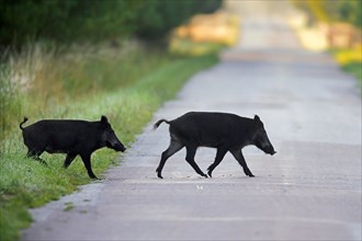 Two wild boar (Sus scrofa) juveniles traversing country road in summer