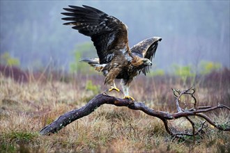 European golden eagle (Aquila chrysaetos chrysaetos) landing on branch in moorland, heathland in