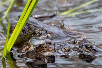 European common frogs, brown frogs and amplexed grass frog pair (Rana temporaria) gathering in pond
