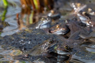 European common frogs, brown frogs, grass frog group (Rana temporaria) on eggs, frogspawn in pond