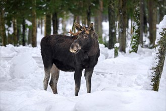 Moose, elk (Alces alces) young bull with small antlers foraging in coniferous forest in the snow in