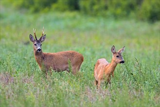 European roe deer (Capreolus capreolus) buck looking at doe in heat before mating in meadow during