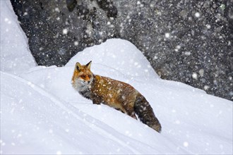 Red fox (Vulpes vulpes) hunting in the snow under rock face in the mountains in winter during