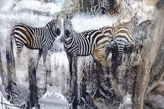 Black and white zebra images behind a frozen surface covered with icicles, Marseille, Departement