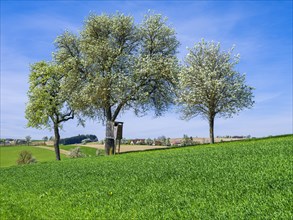 Blossoming pear trees with high stand, blue sky, Mostviertel, Lower Austria, Austria, Europe