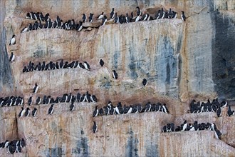 Thick-billed murres, Bruennich's guillemots (Uria lomvia) nesting on rock ledges in sea cliff at